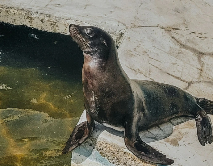 a seal sitting on a ledge next to a body of water
