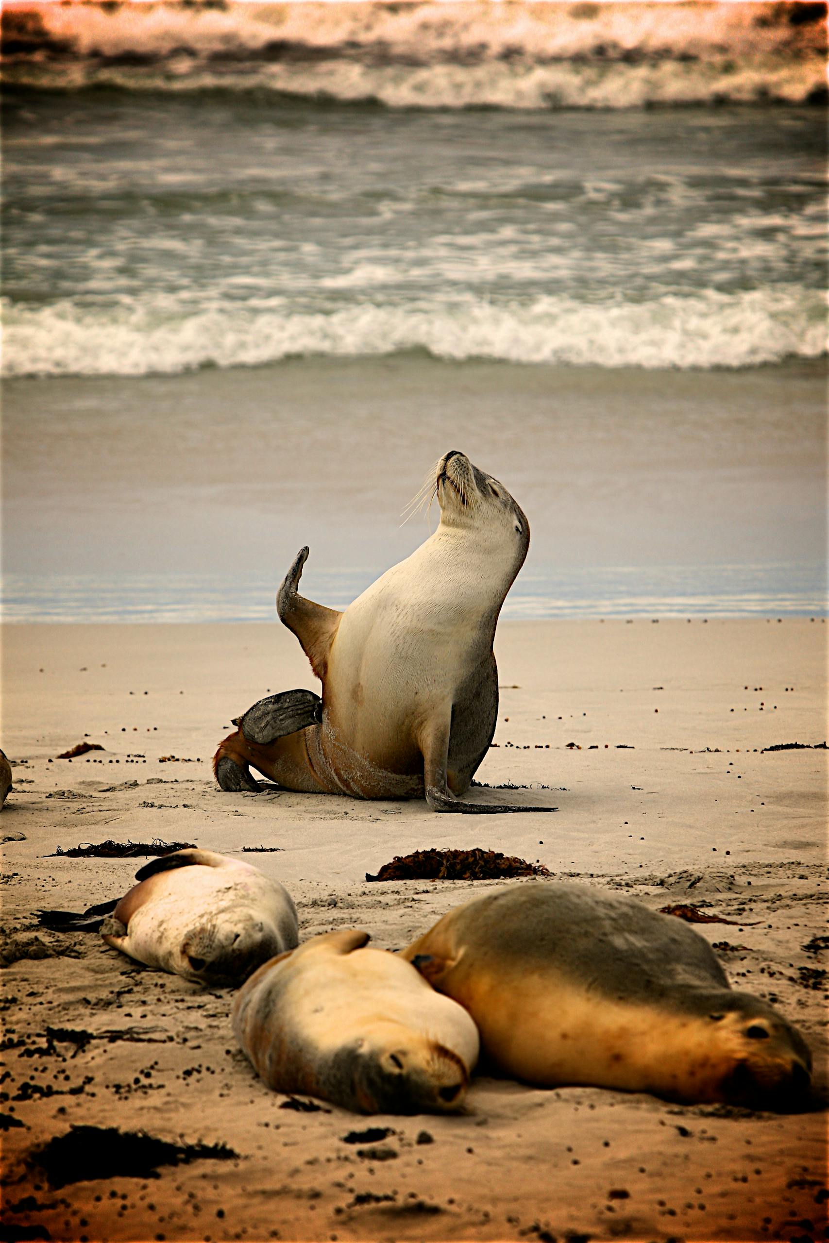 A group of sea lions relaxing on the sandy beach with waves in the background, showcasing marine wildlife.