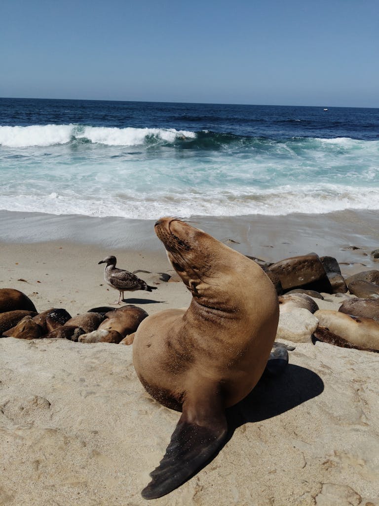 A sea lion basks on a sandy beach beside the ocean, with waves crashing gently in the background.