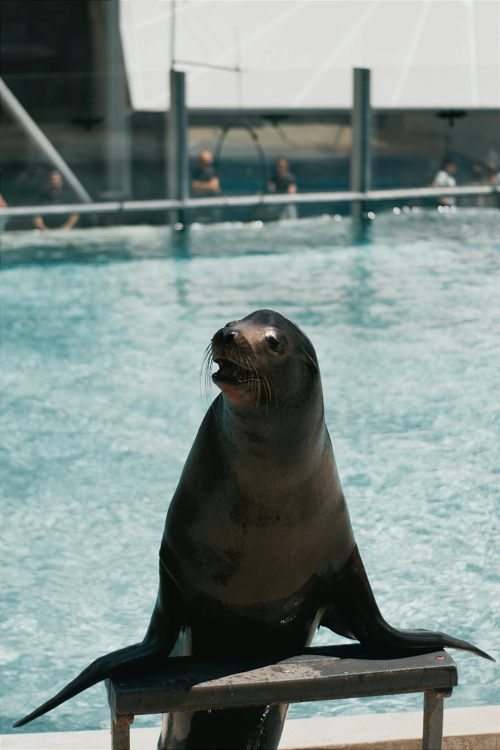 California sea lion posing by a pool in a Hungary zoo.