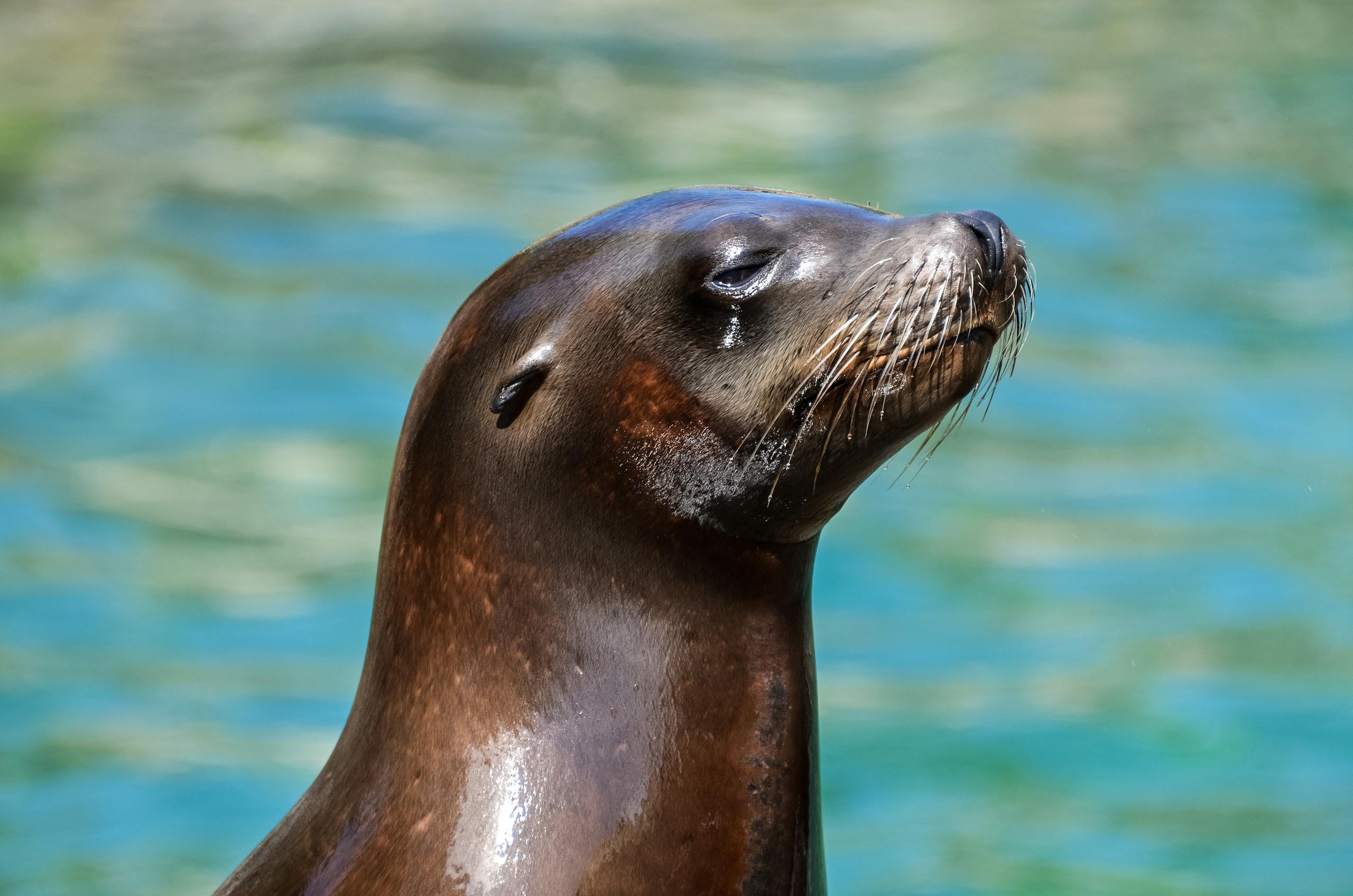 Captivating close-up of a sea lion basking in sunlight beside turquoise water.