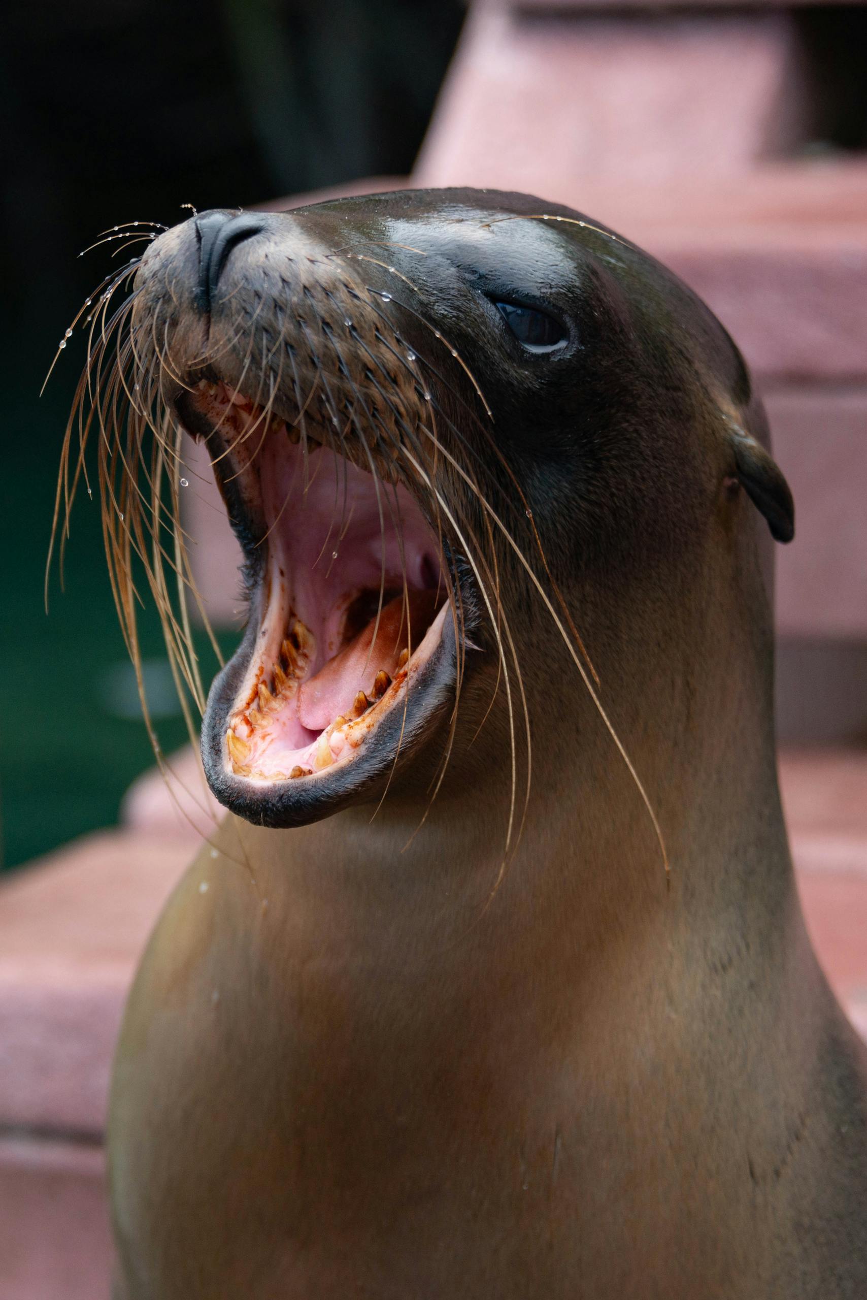 Close-up of a Galápagos sea lion yawning on the Santa Cruz Island.