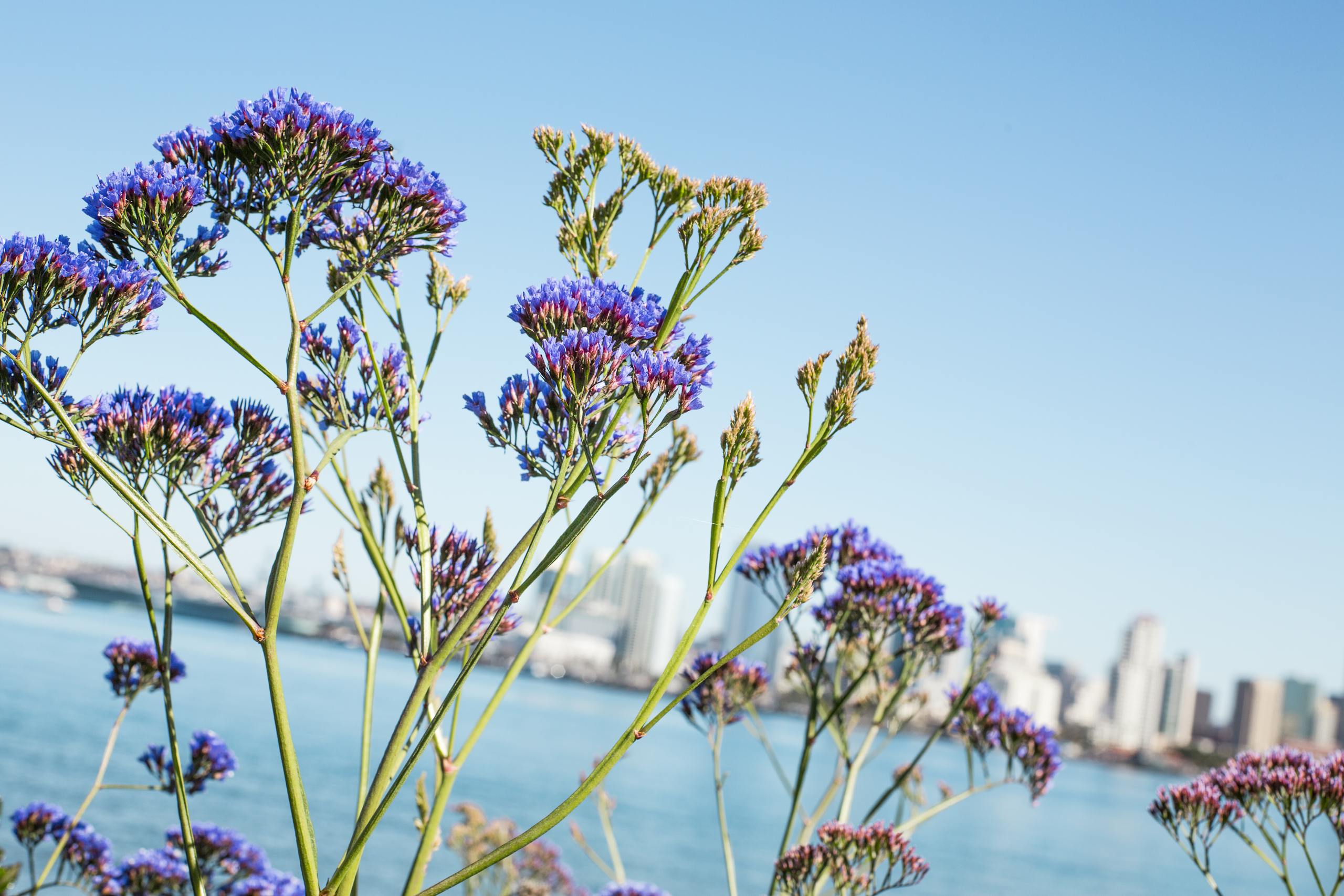 Vibrant lavender blooms with the San Diego skyline in the background, under a clear blue sky.